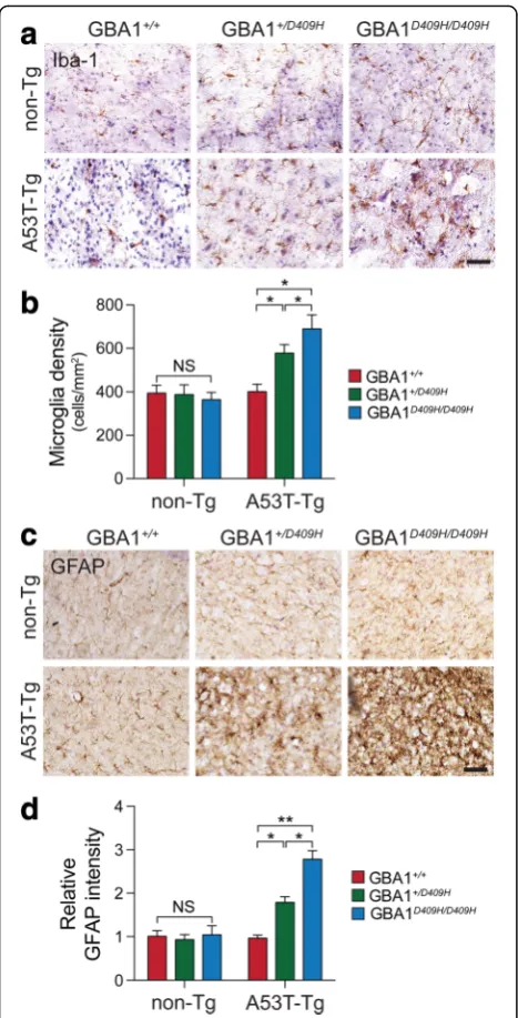 Fig. 6 D409H GBA1 expression shows the activation of pathology-counted.associated microglia and astrocyte activation in the SNpc of A53Tα-synuclein transgenic mice