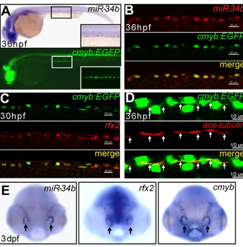 Fig. 1. miR-34b expression is enriched in kidney MCCs and in theolfactory placode. immunostaining)