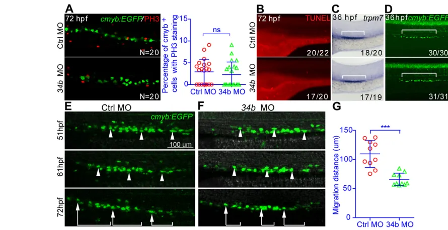 Fig. 3E-G]. The migration of the cells in the proximal ducts was