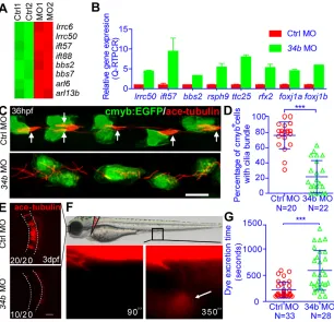 Fig. 4. miR-34b regulates kidney morphogenesisby controlling multiciliogenesis and fluid flow