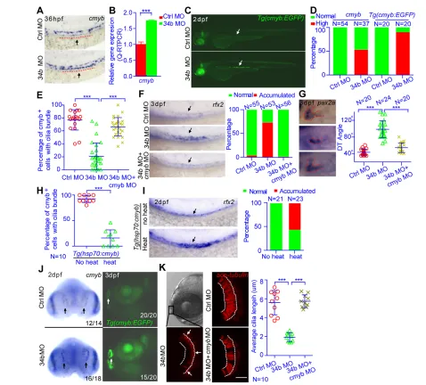 Fig. 5. miR-34b regulates multiciliogenesis and kidney morphogenesis through cmyband dashed line show the region of MCCs