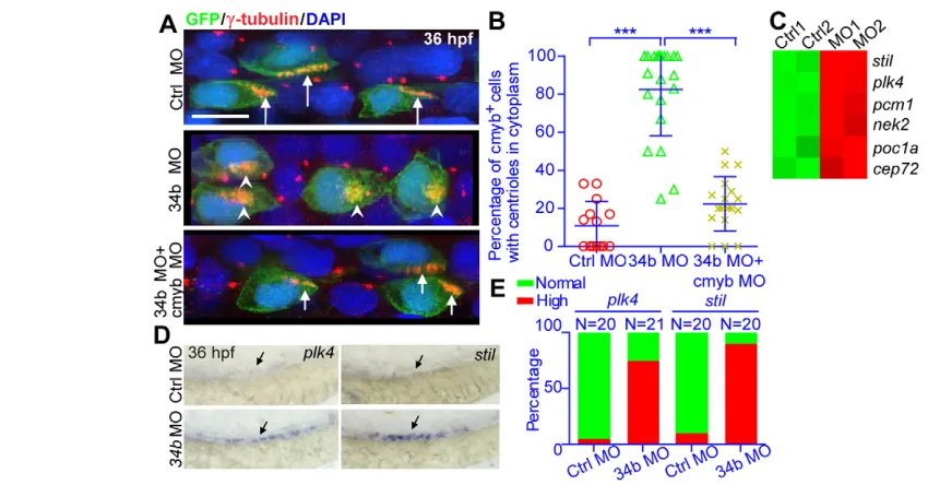 Fig. 6. The miR-34b-cmyb genetic pathway regulates the multiplication and membrane docking of centrioles