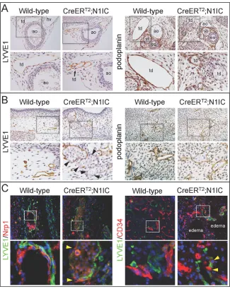 Fig. 7. Thoracic duct morphogenesis andBEC/LEC segregation defects in