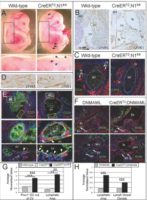Fig. 2. E9.75 conditional loss of Notch in Prox1+ ECsincreased LEC differentiation at E14.5