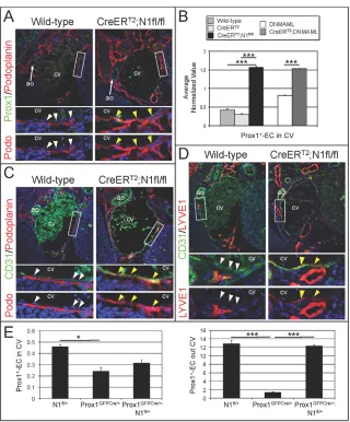 Fig. 3. Loss of Notch signaling in Prox1+ ECsresulted in lymphatic specification within the