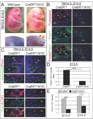 Fig. 4. Notch1 activation in Prox1+ LEC progenitorsresulted in severe edema, blood-filled lymphatics