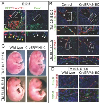 Fig. 5. Notch activation downregulatedvenous and lymphatic endothelial Coup-TFII.