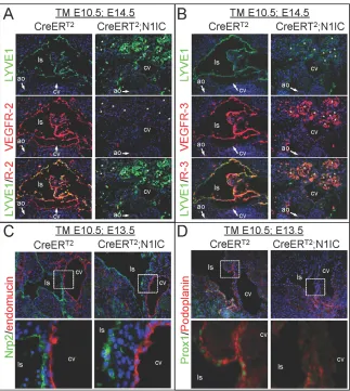 Fig. 6. Notch activation downregulatedVEGFR2 and VEGFR3. (A) LYVE1/VEGFR2, 
