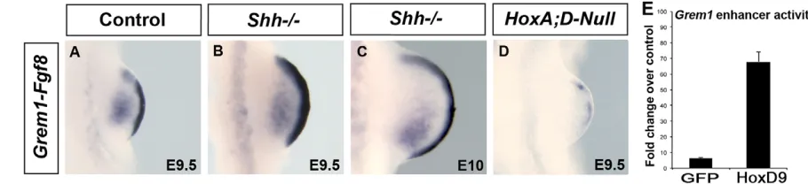 Fig. 1. HoxA;D genes are required for Grem1sequences and either the GFP or Hoxd9-expressing vector