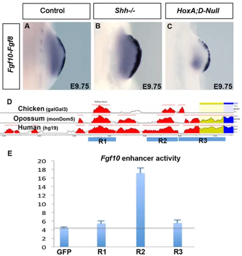 Fig. 2. Fgf10(C) limbs. (R3) are conserved between mouse, chick, opossum and human. Only R2acts as a limb enhancer