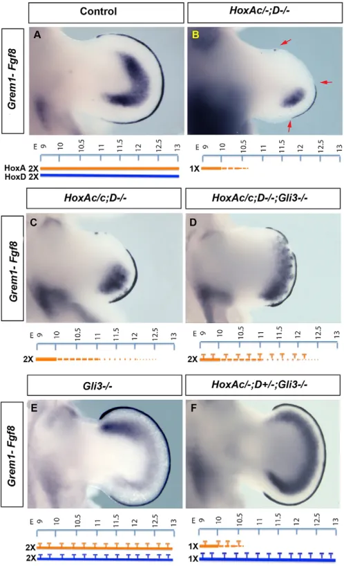 Fig. 3. Grem1mosaic expression of HoxAc/c;HoxDand mutants, even in absence of Gli3R.  expression is altered in the conditional HoxA;D(A-F) Expression pattern of Grem1Fgf8 at E11.5 in control (A), HoxAc/–;HoxD−/− (B), HoxAc/c;HoxD−/− (C),−/−;Gli3−/− (D), Gl