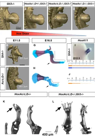 Fig. 4. Reduction of the HoxA;D dose in the Gli3mutant background results in the gradualdecrease of limb bud size