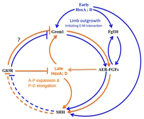 Fig. 6. Model for the sequential inputs of HoxA;D genes on themaintenance of AER-FGFs