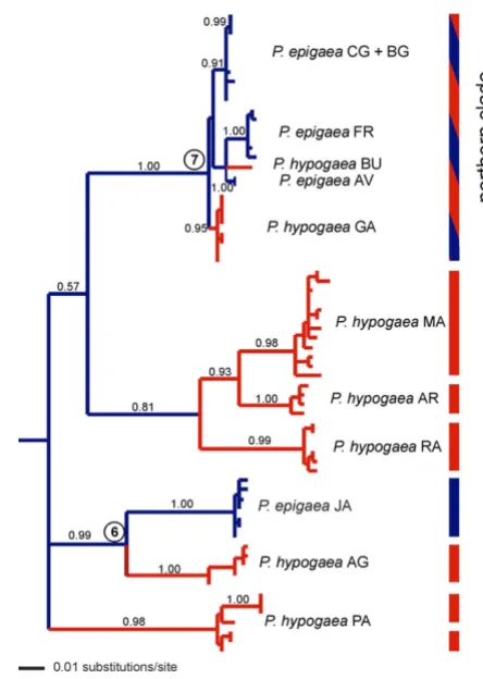 Figure 2analysis under a GTR + G + I modelmtDNA phylogenetic tree obtained by Bayesian inference mtDNA phylogenetic tree obtained by Bayesian inference analysis under a GTR + G + I model