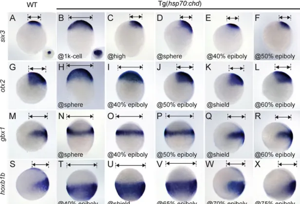 Fig. 1. Progressive DV neurectodermal patterningalong the AP axis revealed by a Tg(hsp70:chd)BMP inhibition series