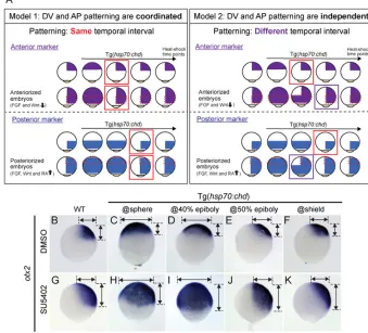 Fig. 2. Models of coordinate andindependent DV and AP patterning, and