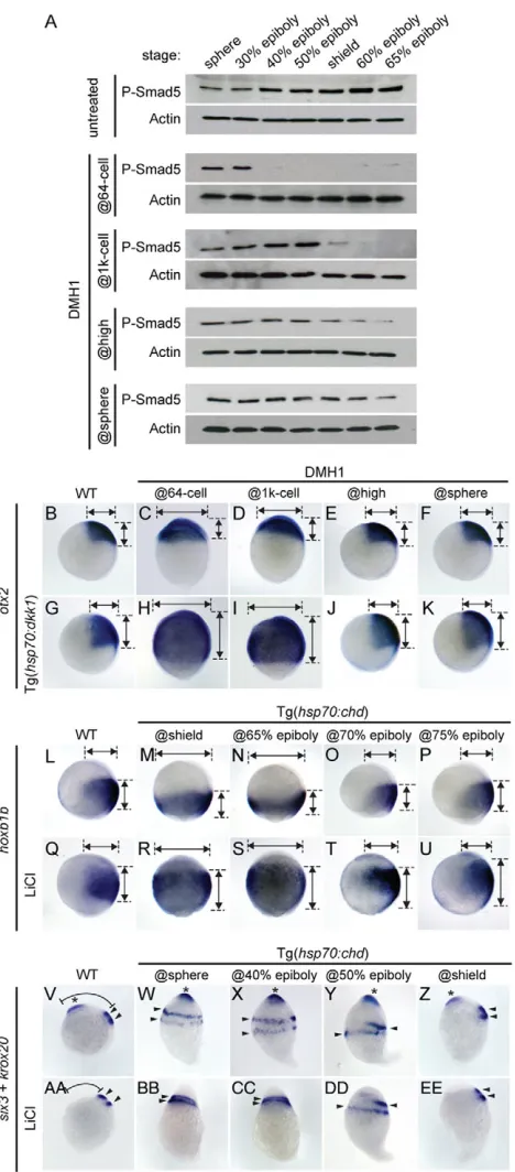 Fig. 3. Temporal effectiveness of DMH1 in inhibiting P-Smad1/5, andthe temporal patterning dynamics of DV tissues are unchanged