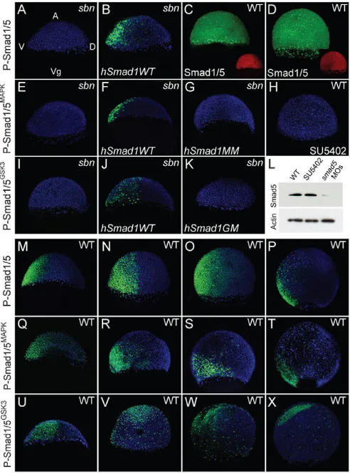 Fig. S1C-E,H-J). These results indicate that the temporal patterning