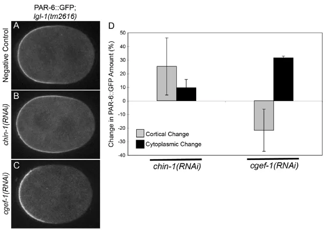 Fig. 8. Cortical myosin is greatly reduced in cgef-1(gk261); par-6(zu222) at maintenance