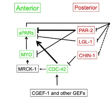 Fig. 9. Summary of proposed relationships during maintenance.Proteins localized to the anterior or posterior cortex are indicated in greenand red, respectively