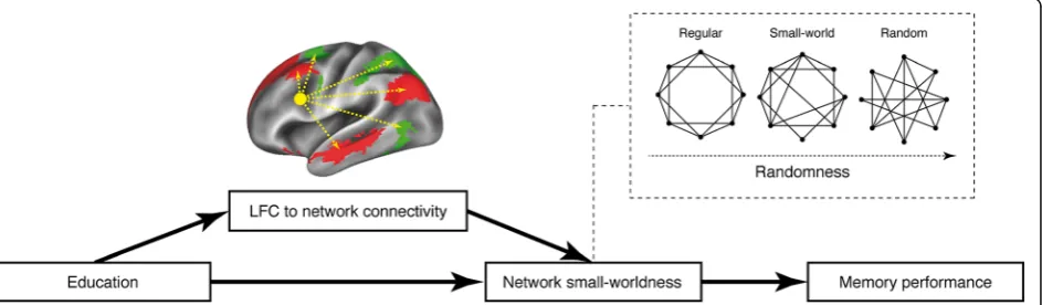 Fig. 5 Hypothetical working model of reserve. Education is associated with higher efficiency (i.e., small-worldness) of functional brain networks,which is in turn associated with better cognitive performance