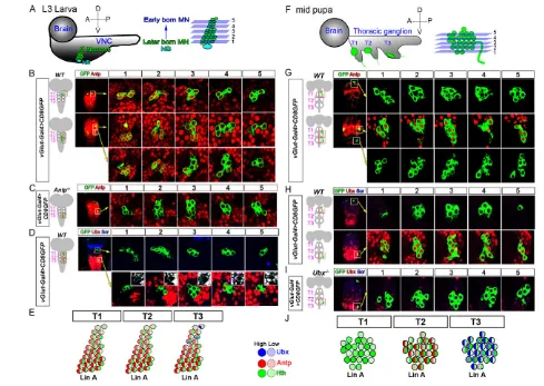 Fig. 2. Hox expression patterns. ((green) extend dorsally. Consequently, earlier born MNs are located more dorsally and later born MNs are located more ventrally