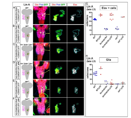 Fig. 3. Hox and hthidentified by position and the lack of Elav staining; see Fig. 1D) in individual LinA clones at late L3 (~120 hour AEL)