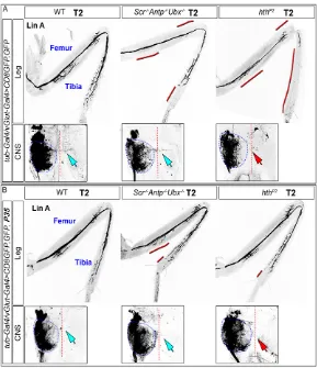 Fig. 4. Axon targeting and dendritic defects in Hox andhth mutant LinA MNs. All panels show axons in adult T2 legsand dendrites in the VNC of LinA MARCM clones