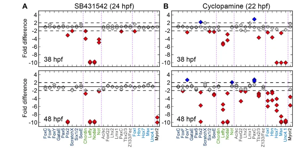 Fig. 4. Effects of Nodal and Hh perturbations on transcript levels. (endoderm genes (transcript levels of A) Application of the Nodal inhibitor SB431542 causes strongly reducedlefty, nodal, pitx2 and myor2, but not of endoderm and apical genes
