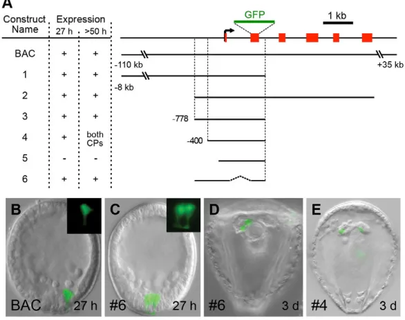 Fig. 6. Identification of regulatory elements drivingfoxYcorrectly (SMMs/mesoderm at 27-28 hpf, left coelomicpouch after 50 hpf); –, loss of expression; ‘both CPs’,expression in both pouches