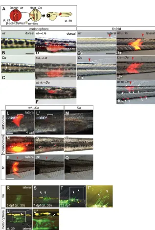 Fig. 2. Ventralized phenotypes in Daare rescued by wild-type somites. mutants (A) The somite transplantation rescue experiment
