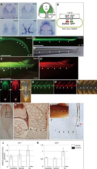 Fig. 3. zic1/zic4 define the dorsal domain of thetrunk throughout life. (A) Expression patterns of zic1,zic4, myod, twi and pax3 in wild-type embryos at stage27 (24 somites)