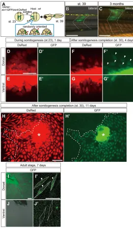 Fig. 4. Cell-non-autonomous and -autonomous expression ofzic1 in the somite lineage. (A) The transplantation experimentsusing the transgenic line Tg(zic1:GFP/zic4:DsRed) as donors as in Band C