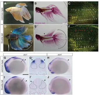 Fig. 5. Betta splendens and its zic1 and zic4expression pattern. (A-F) Common type (A-C) and Double-tail (D-F) adult male Bettasplendens