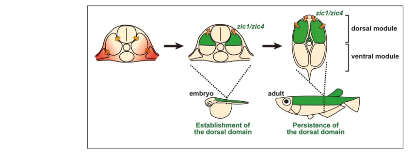 Fig. 6. Model for determining the dorsal structures using the zic1early to late development