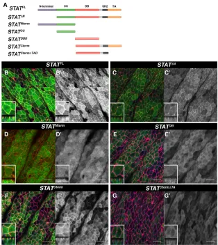 Fig. 1. Domains required for STAT92E subapicalmembrane localization. (A) Schematic