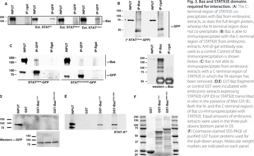 Fig. 3. Baz and STAT92E domainsrequired for interaction. (A) The C-