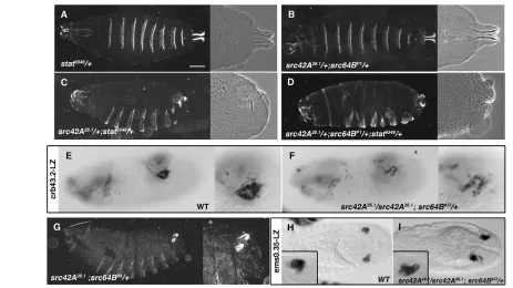 Fig. 6. Src requirement for STAT92E function. (are viable and show no defects. (B) double heterozygous embryos display segmentation and spiracle defects resembling JAK/STAT pathway signalling hypomorphic phenotypes (30%,n45% of stage 12 A-D) Genetic intera