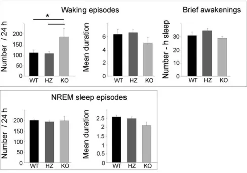Figure 3Number and duration (in min) of waking and NREM sleep episodes in Kcna2 KO, HZ, and WT pups at P17Number and duration (in min) of waking and NREM sleep episodes in Kcna2 KO, HZ, and WT pups at P17