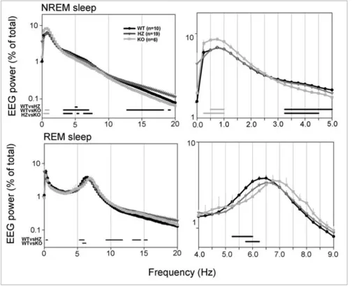 Figure 4Left panels: 24-h NREM and REM sleep EEG power density spectra (0–20 Hz) in Kcna2 KO, HZ, and WT pups at P17Left panels: 24-h NREM and REM sleep EEG power density spectra (0–20 Hz) in Kcna2 KO, HZ, and WT pups at P17