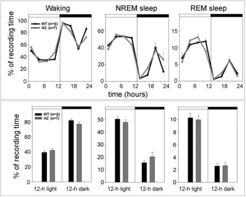 Figure 5miceThe 24-h sleep and waking patterns (upper panel) and 12-h sleep and waking amounts (lower panel) in Kcna2 adult HZ and WT The 24-h sleep and waking patterns (upper panel) and 12-h sleep and waking amounts (lower panel) in Kcna2 adult HZ and WT 