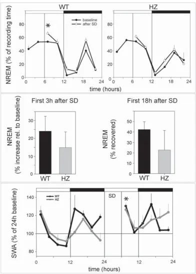 Figure 6first half of the light period) in Changes in NREM sleep duration and slow wave activity (SWA, 0.5–4.0 Hz) following 6 h of sleep deprivation (SD, during the Kcna2 adult HZ and WT micChanges in NREM sleep duration and slow wave activity (SWA, 0.5–4