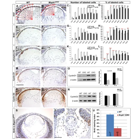 Fig. 3. Cell proliferation analysis at E14.5. (assay. BrdU index was decreased in the germinative zone (10-30°) but increased in the central zone (60-90°) in A-D) Ki67 immunohistochemistry