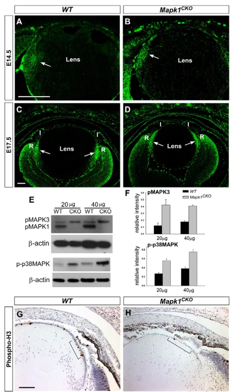 Fig. 6. MAPK1/3 and p38 activity levels and phospho-H3immunostaining. more anteriorly localized, corresponding to the anterior shift of the retinalmargin and the growing iris (I)