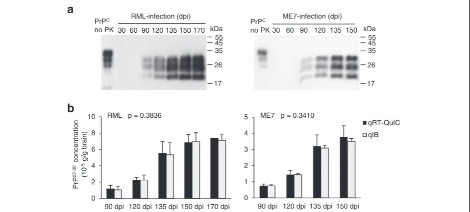 Figure 4 Quantification of RML and ME7 PrP27-30 in brain at various days post infection (dpi)