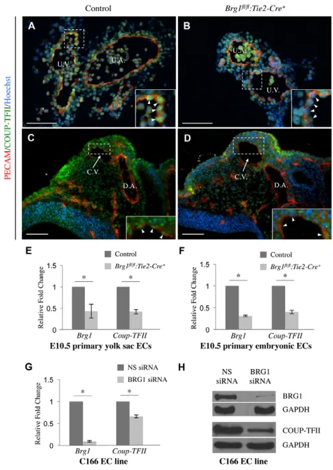Fig. 4. COUP-TFIICreand were combined and are presented as relative fold change over theexpression levels in control cells±s.em
