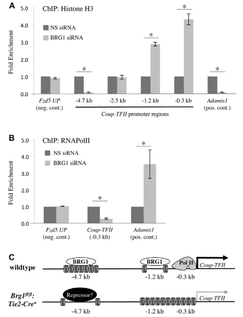 Fig. 6. BRG1 remodels chromatin at the were calculated using a two-tailed Student’s t test (*P expression