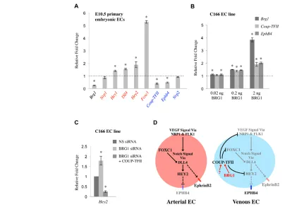 Fig. 7. BRG1 impacts expression of genes downstream of COUP-TFII signaling. (markers such as Ephrin B2