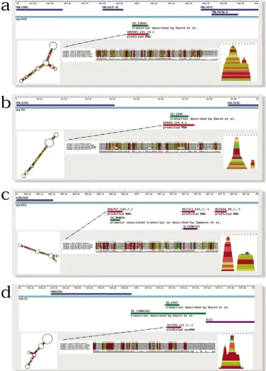 Figure 4Examples of predicted ncRNAs: genomic context, tiling array pattern and predicted consensus structureExamples of predicted ncRNAs: genomic context, tiling array pattern and predicted consensus structure