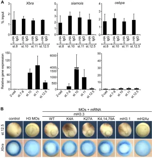 Fig. 4. Mesodermal gene activation is
